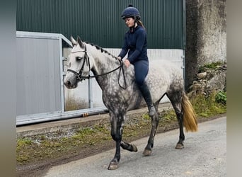 Connemara, Giumenta, 4 Anni, 147 cm, Grigio pezzato