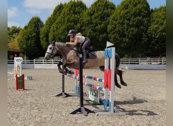 Connemara, Giumenta, 4 Anni, 147 cm, Grigio pezzato