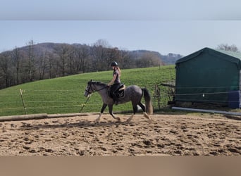 Connemara Mix, Giumenta, 4 Anni, 147 cm, Leardo