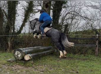 Connemara Mix, Giumenta, 4 Anni, 147 cm, Leardo
