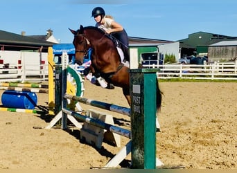 Connemara, Giumenta, 4 Anni, 148 cm, Baio