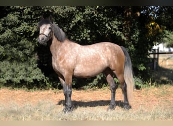Connemara, Giumenta, 4 Anni, 148 cm