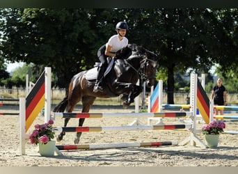 Connemara, Giumenta, 4 Anni, 148 cm