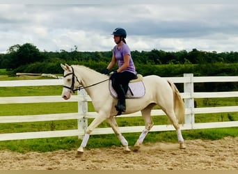 Connemara, Giumenta, 4 Anni, 148 cm, Cremello