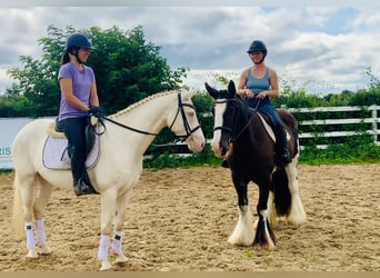 Connemara, Giumenta, 4 Anni, 148 cm, Cremello