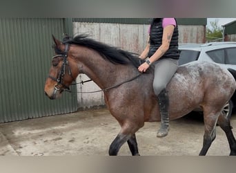 Connemara, Giumenta, 4 Anni, 148 cm, Falbo