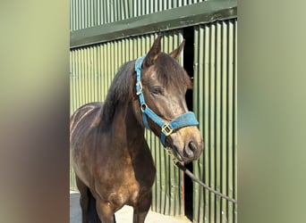 Connemara, Giumenta, 4 Anni, 148 cm, Falbo