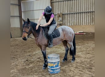 Connemara, Giumenta, 4 Anni, 148 cm, Falbo