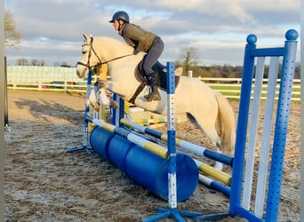 Connemara, Giumenta, 4 Anni, 148 cm, Grigio