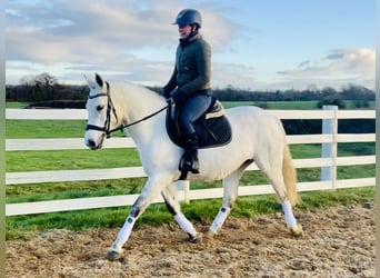 Connemara, Giumenta, 4 Anni, 148 cm, Grigio