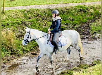 Connemara, Giumenta, 4 Anni, 148 cm, Grigio