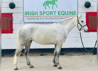 Connemara, Giumenta, 4 Anni, 148 cm, Grigio