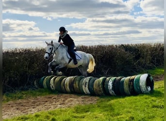 Connemara, Giumenta, 4 Anni, 148 cm, Grigio