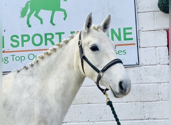 Connemara, Giumenta, 4 Anni, 148 cm, Grigio