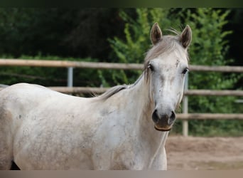Connemara, Giumenta, 4 Anni, 148 cm, Grigio