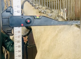 Connemara, Giumenta, 4 Anni, 150 cm, Grigio