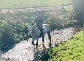 Connemara, Giumenta, 4 Anni, 150 cm, Grigio