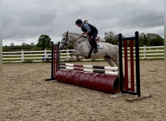 Connemara, Giumenta, 4 Anni, 151 cm, Grigio