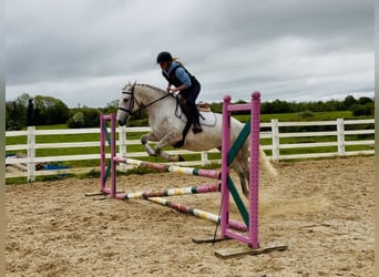 Connemara, Giumenta, 4 Anni, 151 cm, Grigio