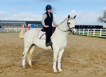 Connemara, Giumenta, 4 Anni, 152 cm, Grigio