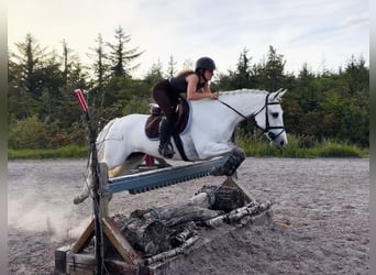 Connemara, Giumenta, 4 Anni, 153 cm, Bianco