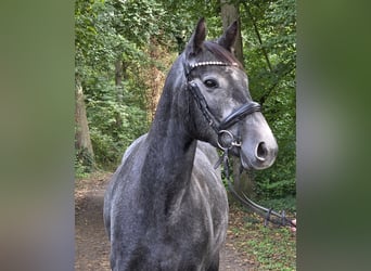 Connemara, Giumenta, 4 Anni, 153 cm, Grigio ferro