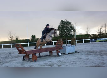 Connemara, Giumenta, 4 Anni, 155 cm, Falbo