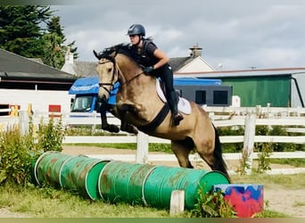 Connemara Mix, Giumenta, 4 Anni, 160 cm, Falbo