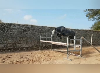 Connemara, Giumenta, 4 Anni, Grigio pezzato