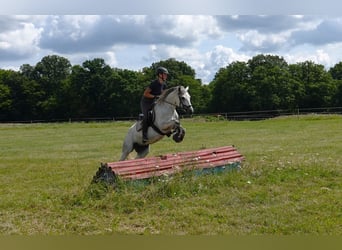 Connemara, Giumenta, 5 Anni, 142 cm, Grigio