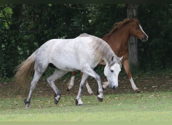 Connemara, Giumenta, 5 Anni, 142 cm, Grigio