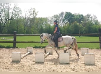 Connemara, Giumenta, 5 Anni, 142 cm, Grigio