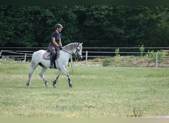 Connemara, Giumenta, 5 Anni, 142 cm, Grigio