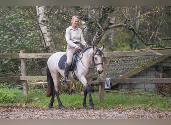 Connemara, Giumenta, 5 Anni, 145 cm, Falbo