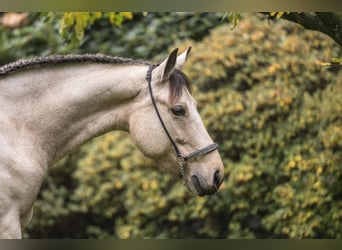 Connemara, Giumenta, 5 Anni, 145 cm, Falbo