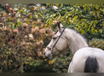 Connemara, Giumenta, 5 Anni, 145 cm, Falbo