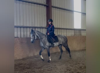 Connemara, Giumenta, 5 Anni, 145 cm, Grigio