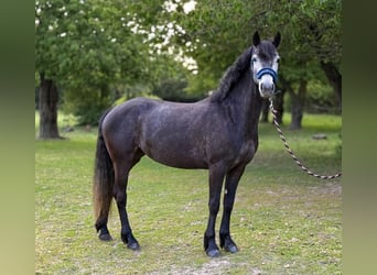 Connemara, Giumenta, 5 Anni, 145 cm, Grigio