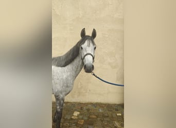 Connemara, Giumenta, 5 Anni, 146 cm, Grigio