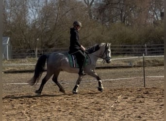 Connemara, Giumenta, 5 Anni, 146 cm, Grigio pezzato