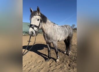 Connemara, Giumenta, 5 Anni, 146 cm, Grigio pezzato
