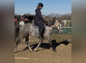 Connemara, Giumenta, 5 Anni, 146 cm, Grigio pezzato