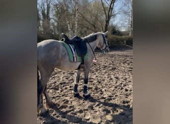 Connemara, Giumenta, 5 Anni, 146 cm, Grigio pezzato