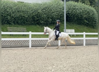 Connemara, Giumenta, 5 Anni, 147 cm, Cremello