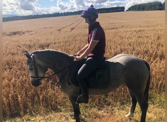 Connemara, Giumenta, 5 Anni, 147 cm, Falbo baio