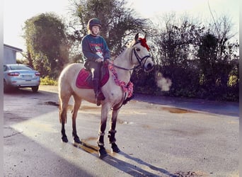 Connemara, Giumenta, 5 Anni, 147 cm, Falbo