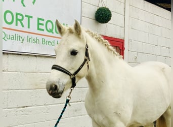 Connemara, Giumenta, 5 Anni, 147 cm, Grigio