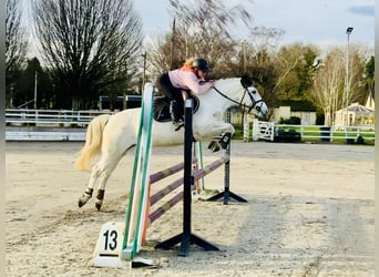 Connemara, Giumenta, 5 Anni, 147 cm, Grigio