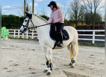 Connemara, Giumenta, 5 Anni, 147 cm, Grigio