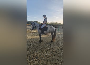 Connemara, Giumenta, 5 Anni, 147 cm, Grigio